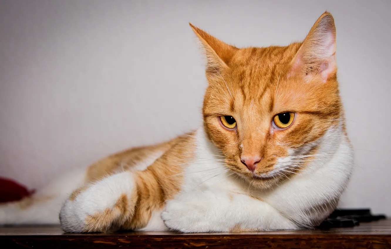 Photo wallpaper cat, cat, look, face, pose, table, portrait, lies