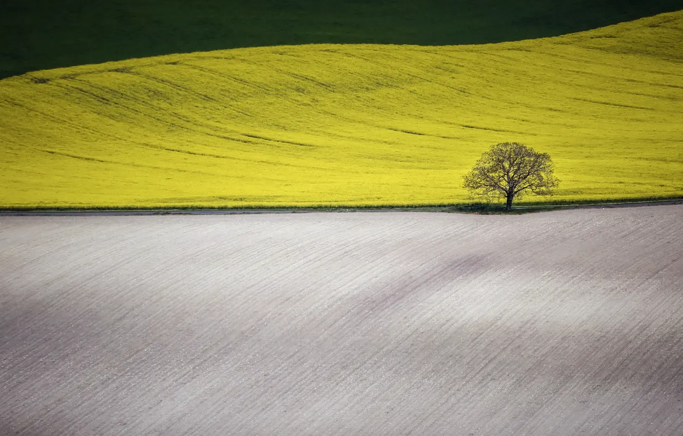 Photo wallpaper field, trees, nature