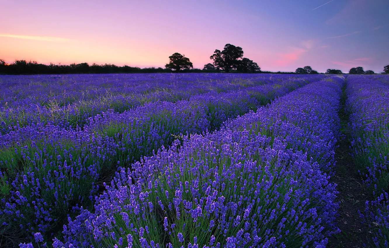 Photo wallpaper field, summer, lavender