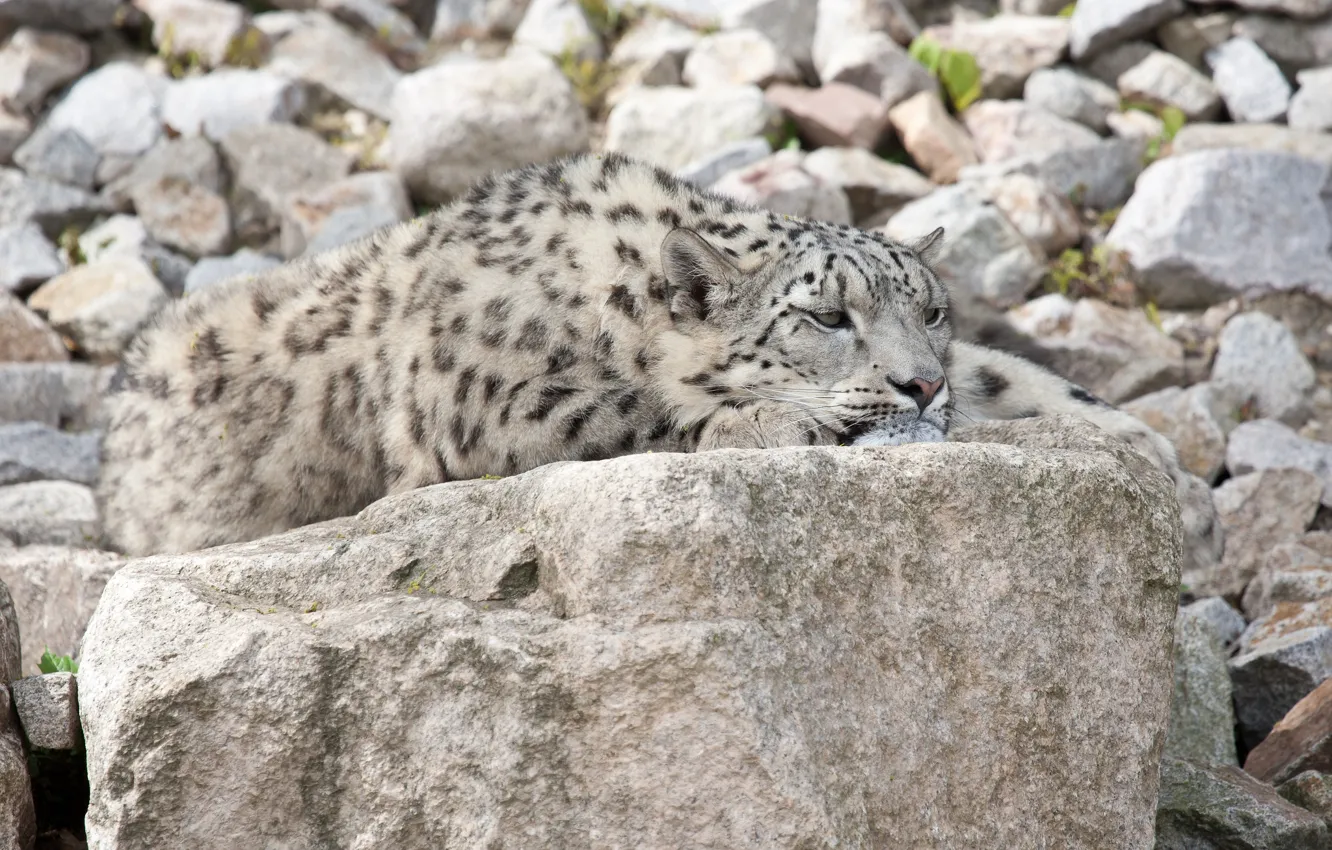 Photo wallpaper cat, stones, stay, IRBIS, snow leopard