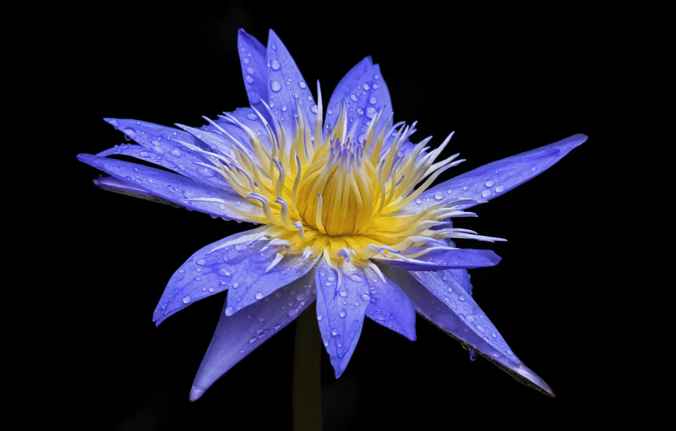 Photo wallpaper flower, Lotus, the dark background