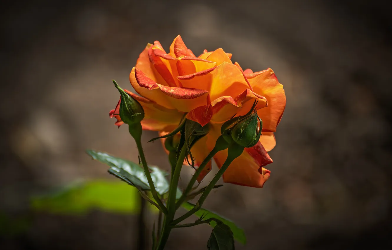 Photo wallpaper flowers, orange, roses