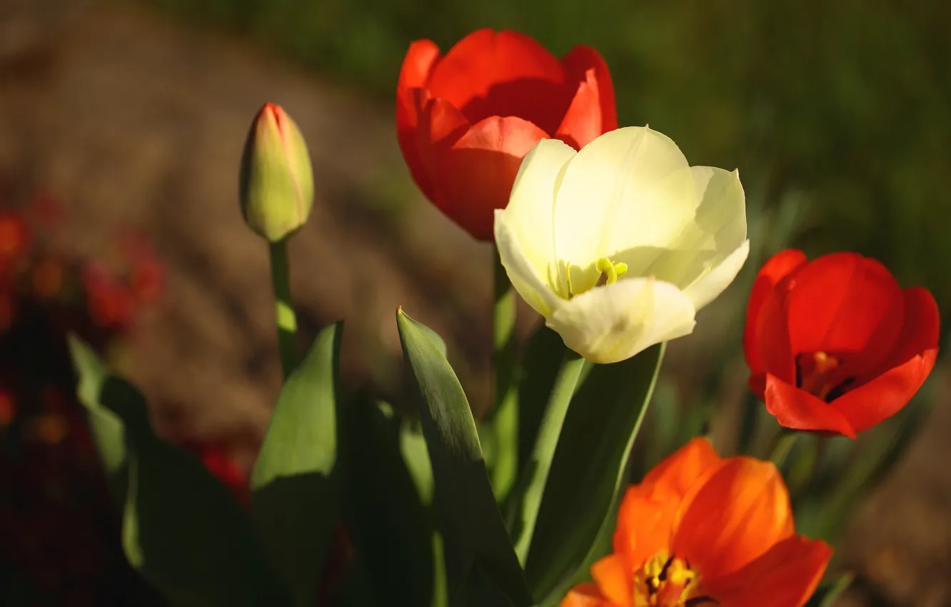 Photo wallpaper light, flowers, spring, tulips, red, white