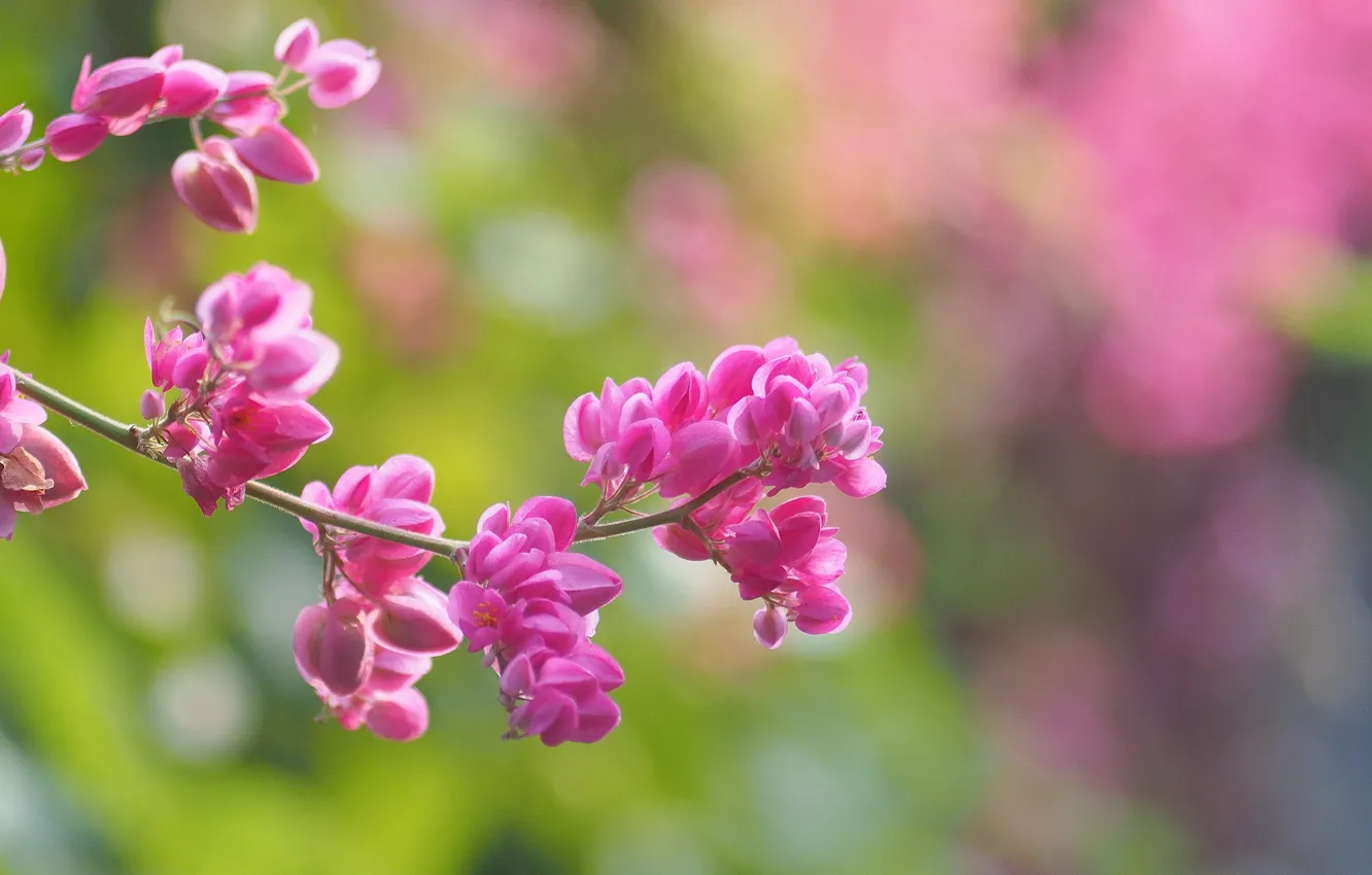 Photo wallpaper flowers, branches, background, blur, pink, flowering