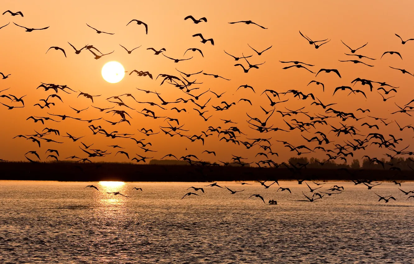 Photo wallpaper sunset, birds, lake, pack