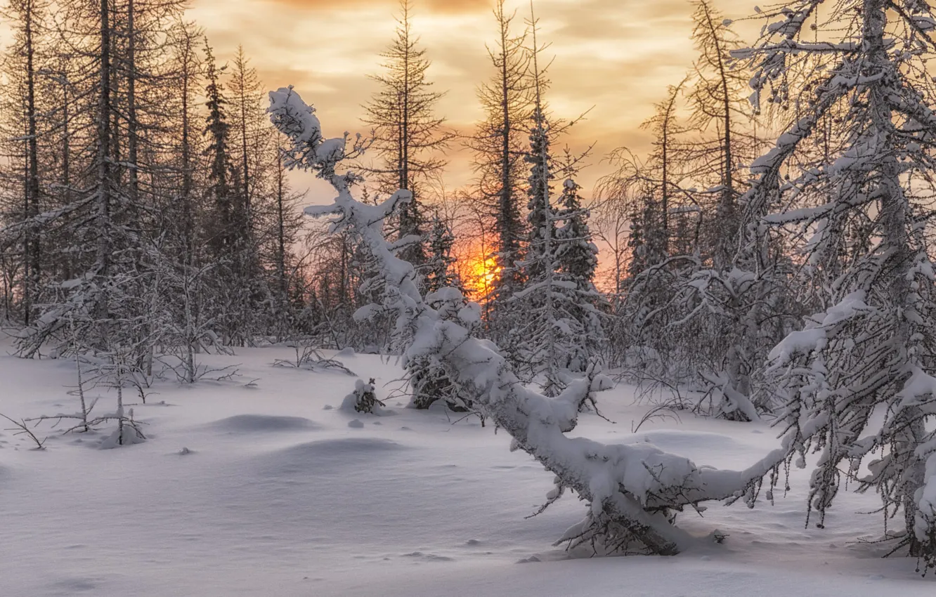 Photo wallpaper winter, forest, the sky, the sun, clouds, snow, trees, landscape