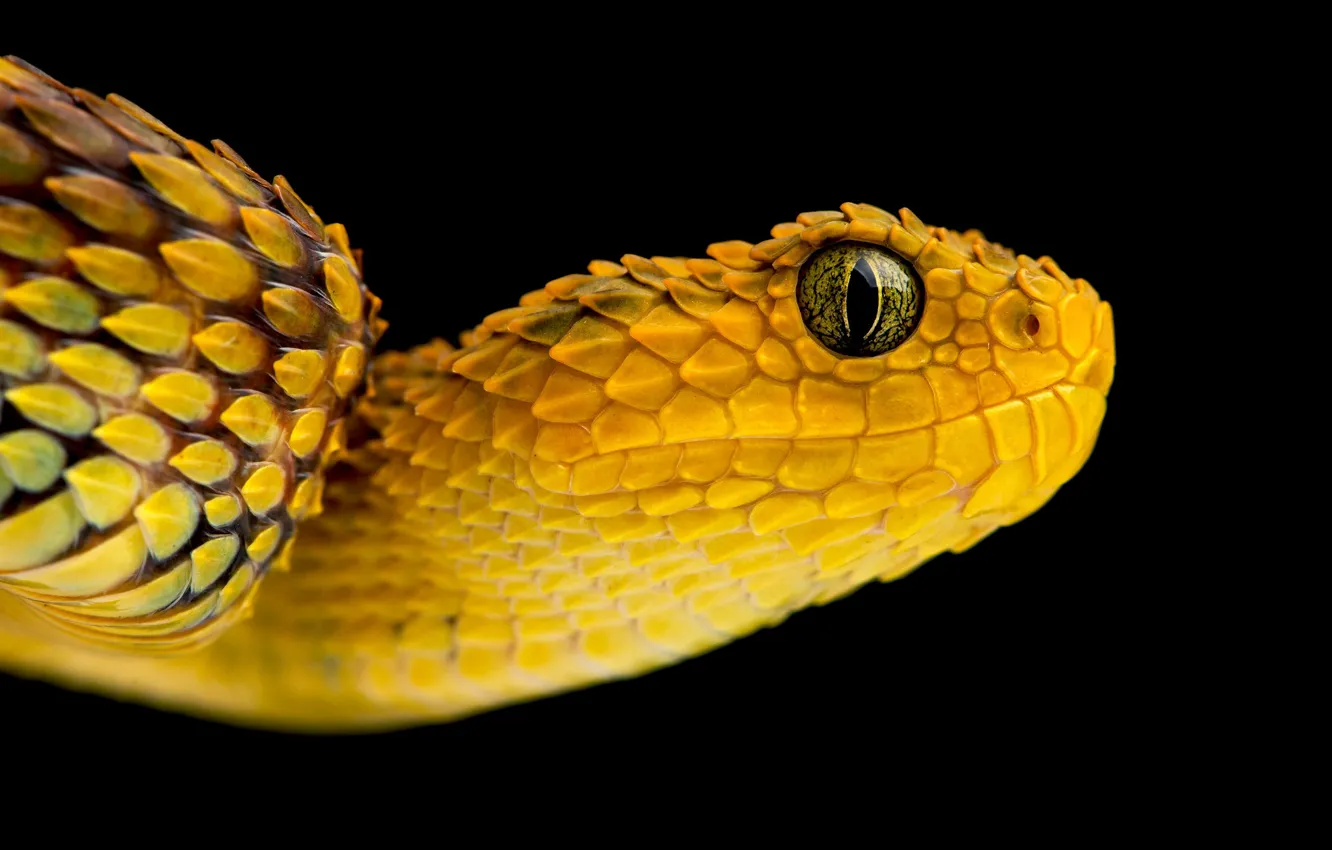 Photo wallpaper yellow, portrait, snake, black background