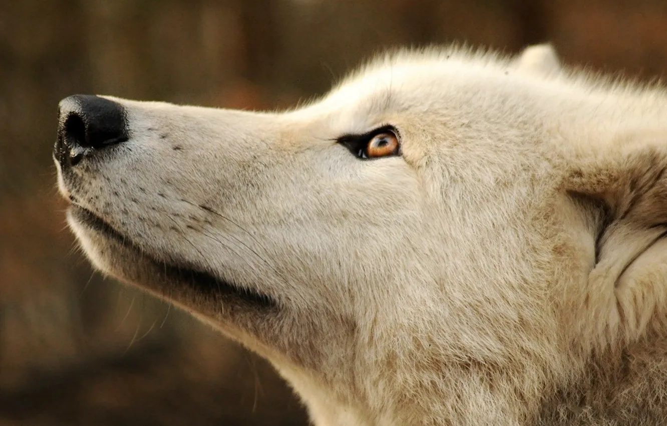 Photo wallpaper nature, predator, animal, wolf, wildlife, portrait, portrait., Canis lupus. face