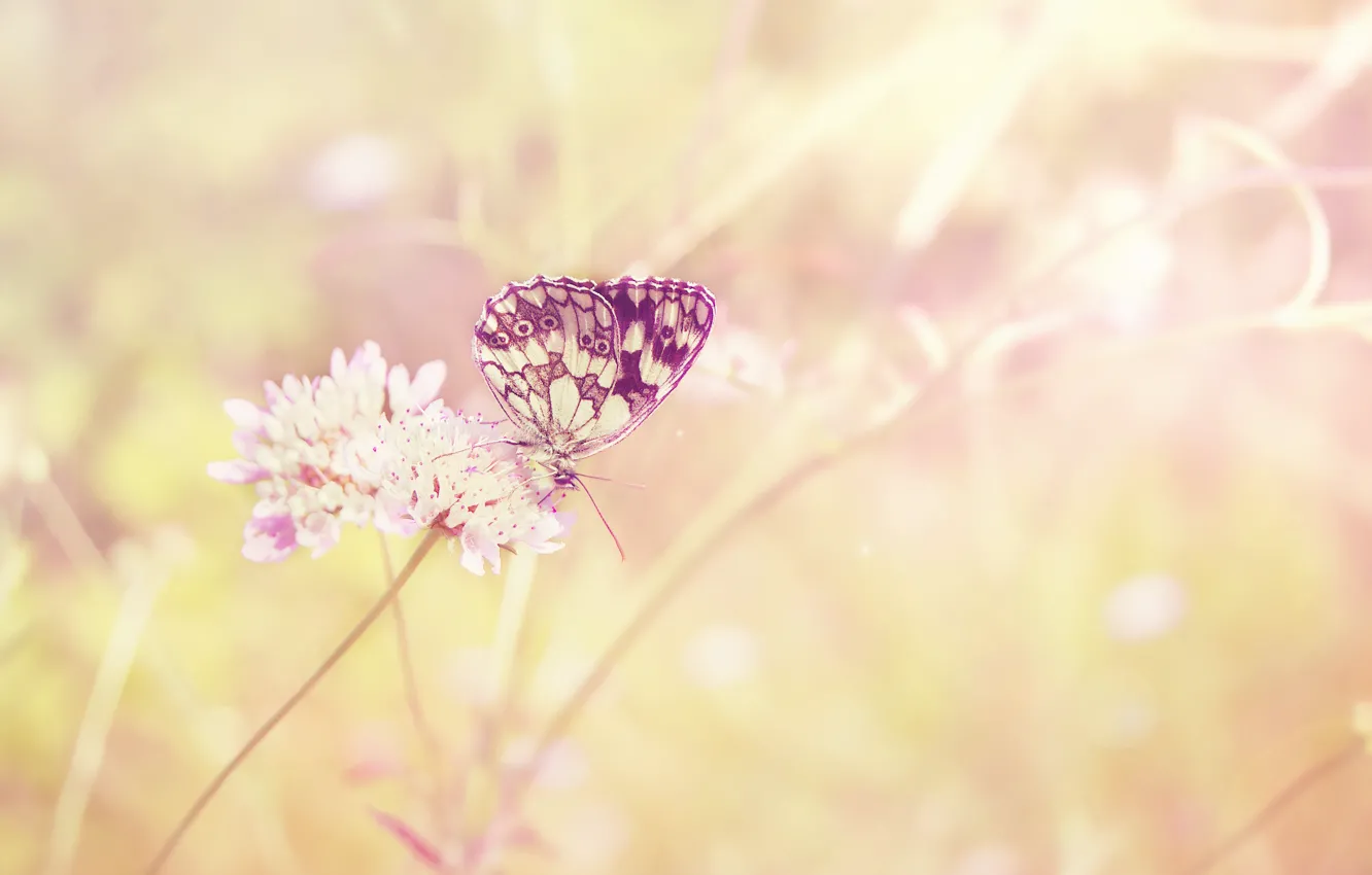 Photo wallpaper field, flower, summer, the sun, light, butterfly, plant, color