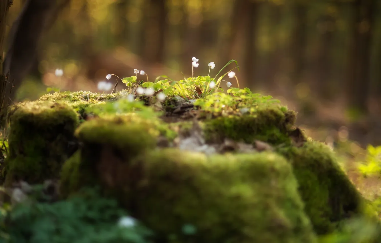 Photo wallpaper flowers, nature, spring