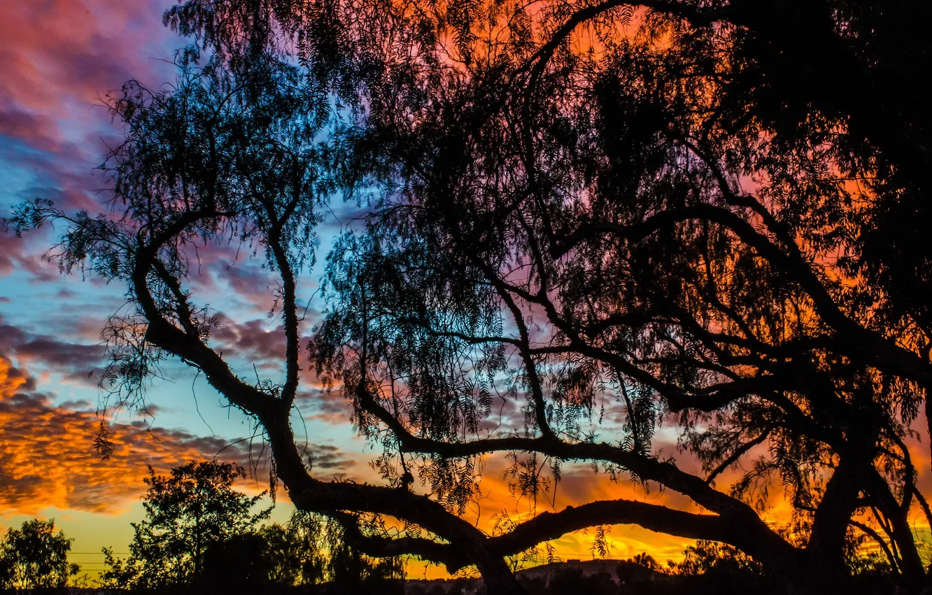 Photo wallpaper the sky, clouds, trees, silhouette, glow
