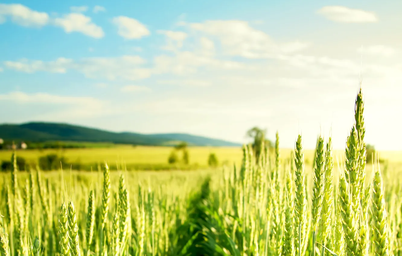 Photo wallpaper wheat, field, green, Sunny, cereals