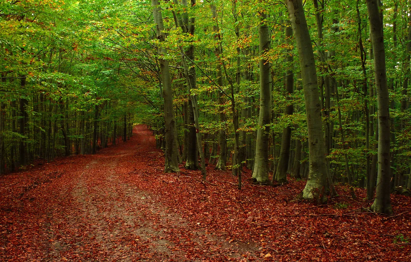 Photo wallpaper road, autumn, forest, leaves, trees, nature, photo, autumn Wallpaper