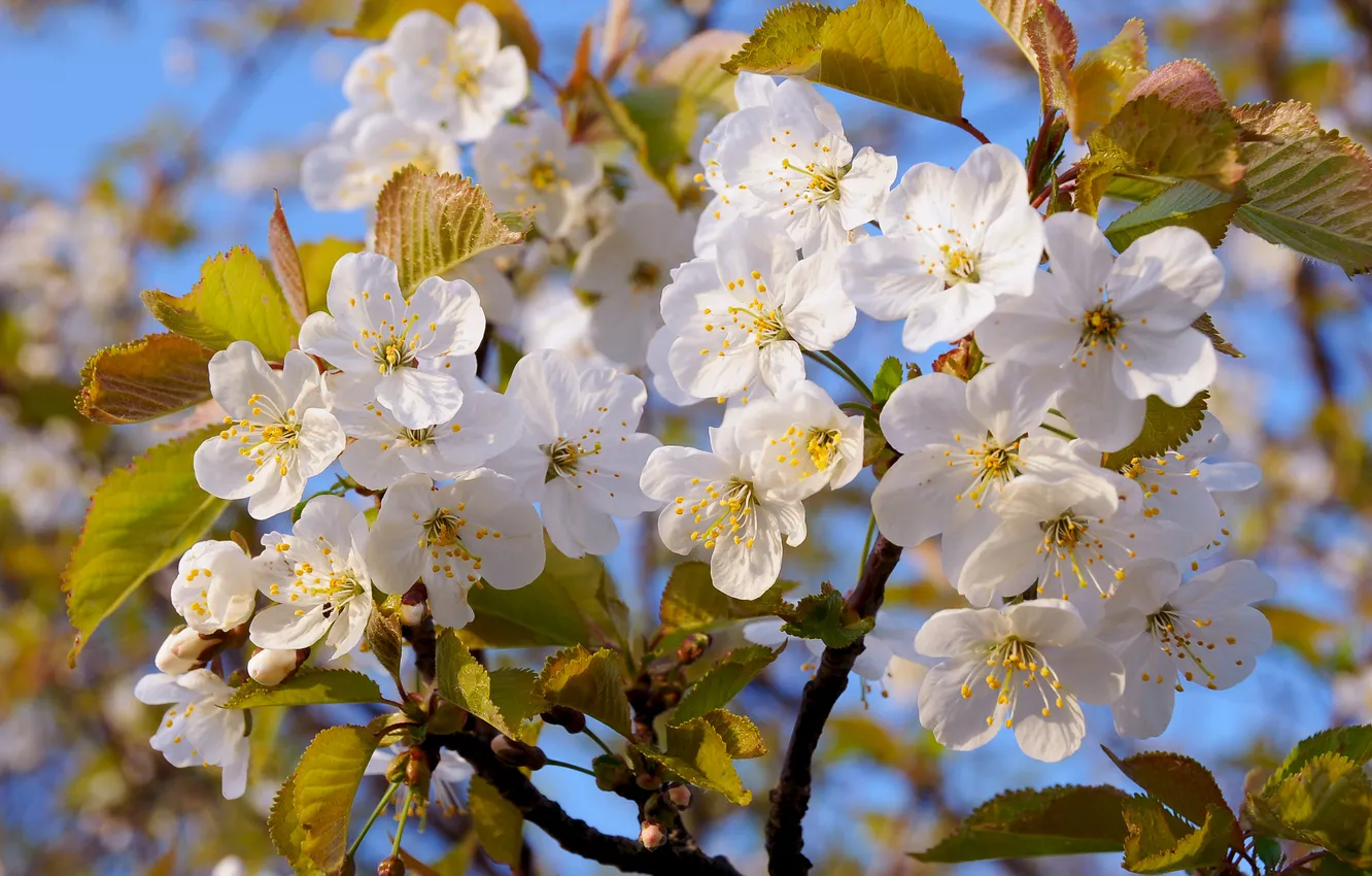 Photo wallpaper the sky, trees, leaf, spring, Apple, flowering