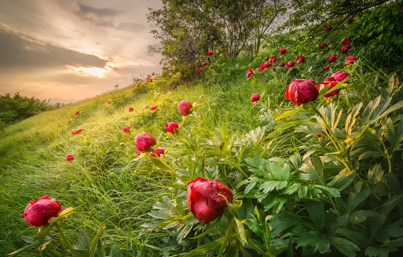 Photo wallpaper summer, grass, trees, landscape, flowers, nature, slope, peonies