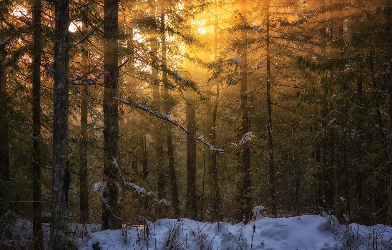 Photo wallpaper winter, forest, light, nature, British Columbia, Peter Sinclair Photography, Vancouver island