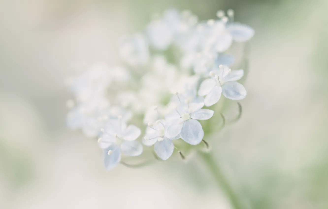 Photo wallpaper flower, macro, flowers, blue, blur, gently, trachymene