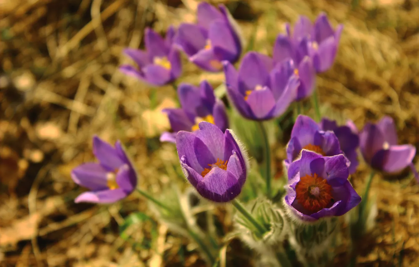 Photo wallpaper flowers, life, plant, craving for the sun
