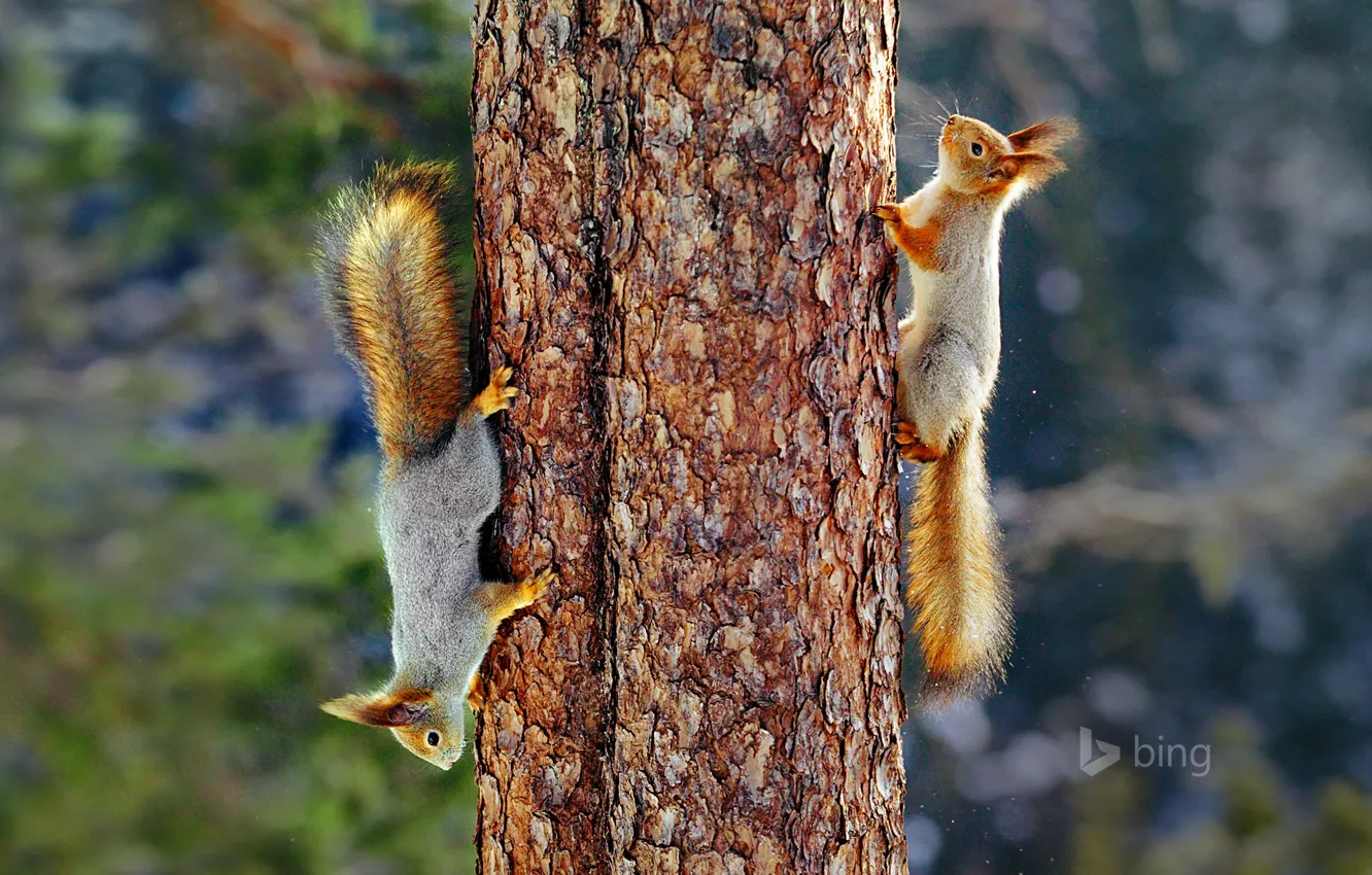 Photo wallpaper trees, tail, trunk, fur, Finland, Eurasian red squirrel