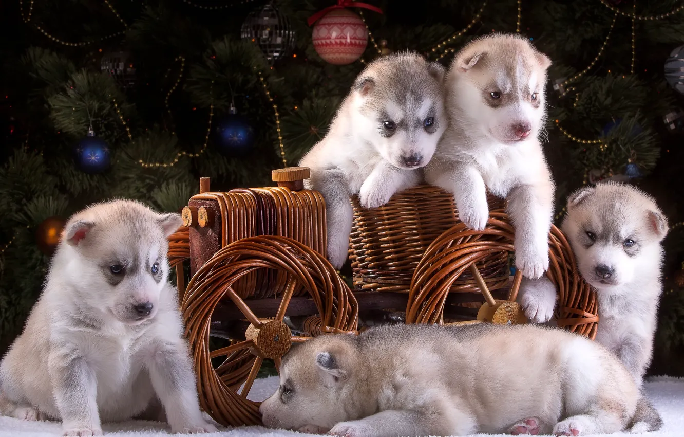 Photo wallpaper puppies, New year, wagon, tree, husky, five