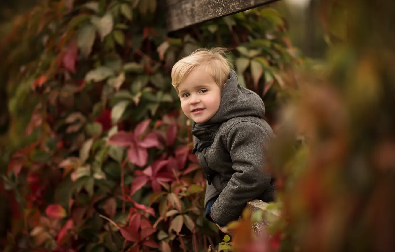 Photo wallpaper autumn, leaves, nature, children, Board, the fence, boy, jacket