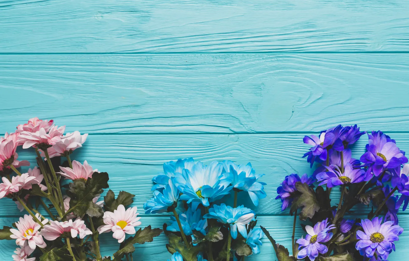 Photo wallpaper flowers, background, chrysanthemum