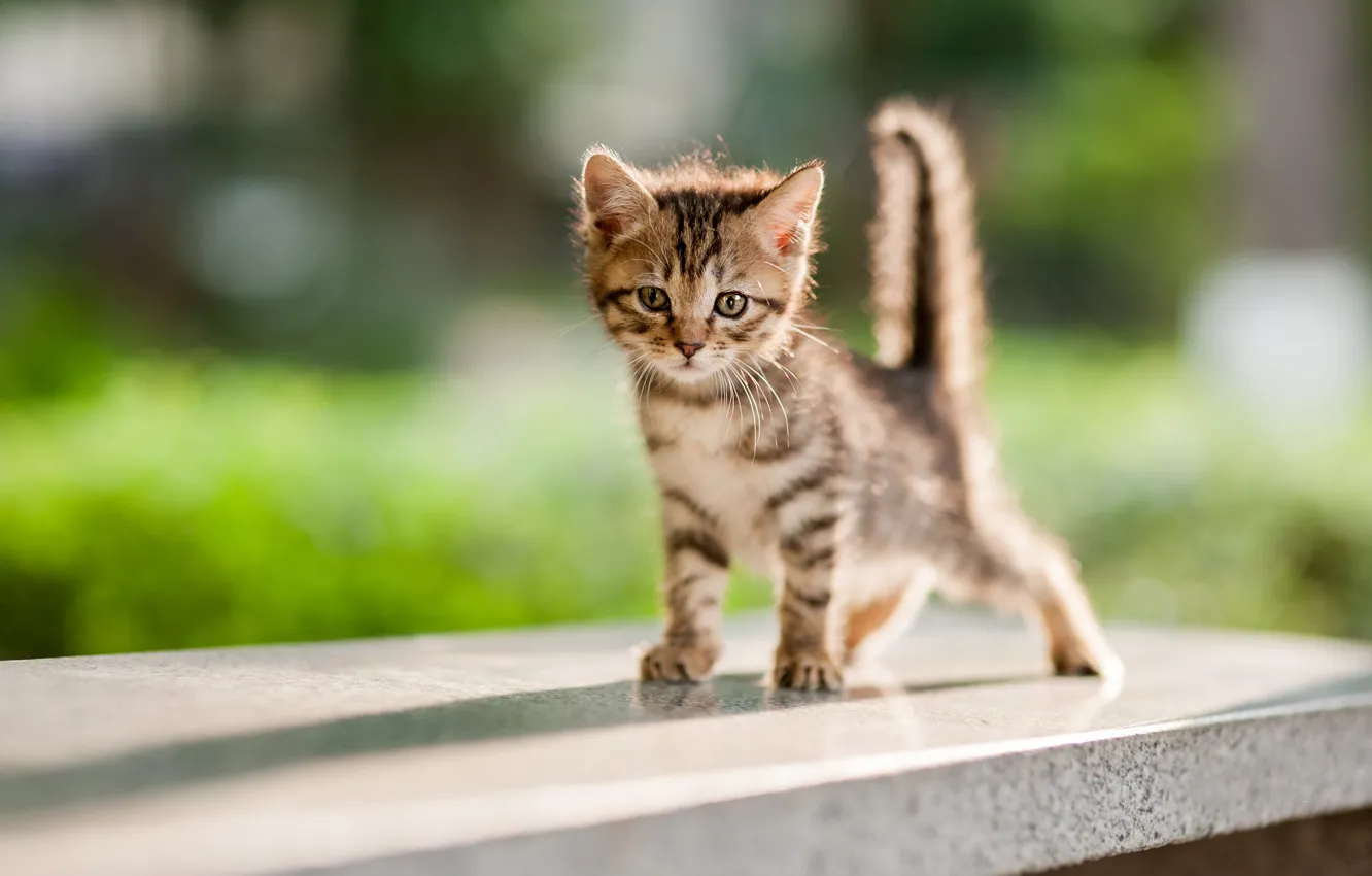 Photo wallpaper cat, look, light, pose, grey, background, tile, baby