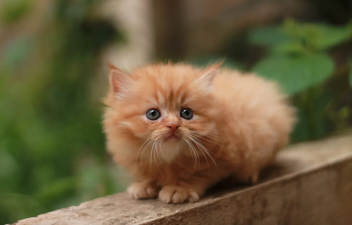 Photo wallpaper cat, look, leaves, nature, Board, fluffy, red, kitty