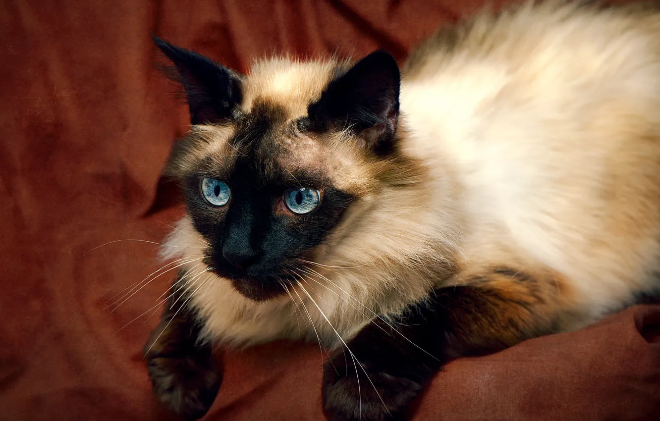 Photo wallpaper cat, background, beauty