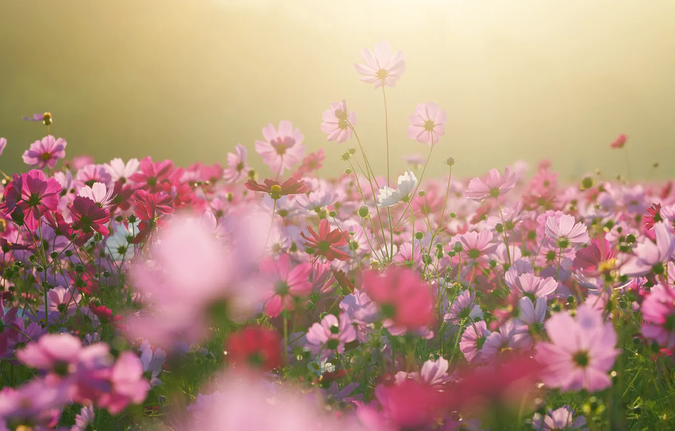 Photo wallpaper field, light, flowers, background, mood, glade, morning, colorful