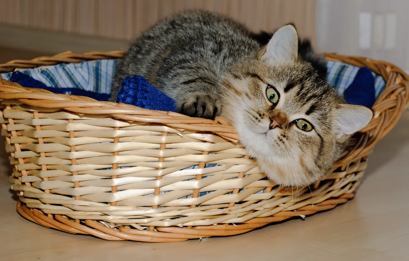 Photo wallpaper cat, cat, face, basket