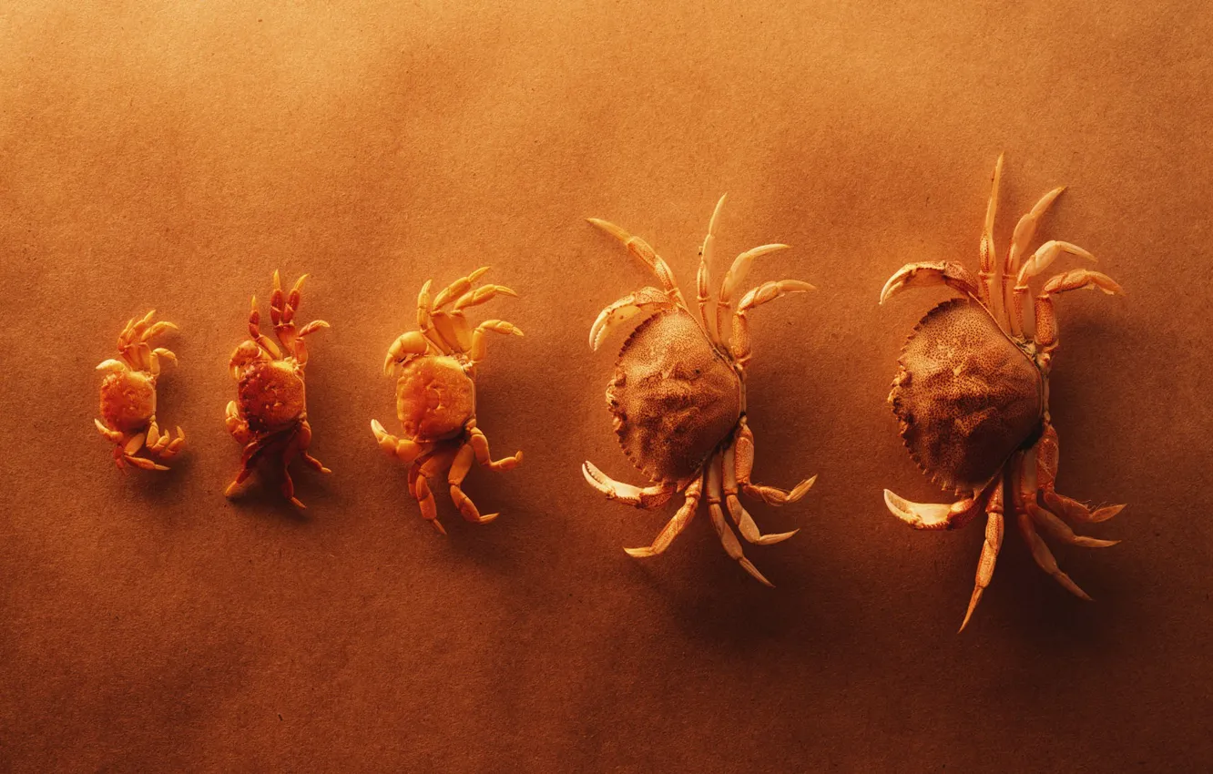 Photo wallpaper yellow, Crabs