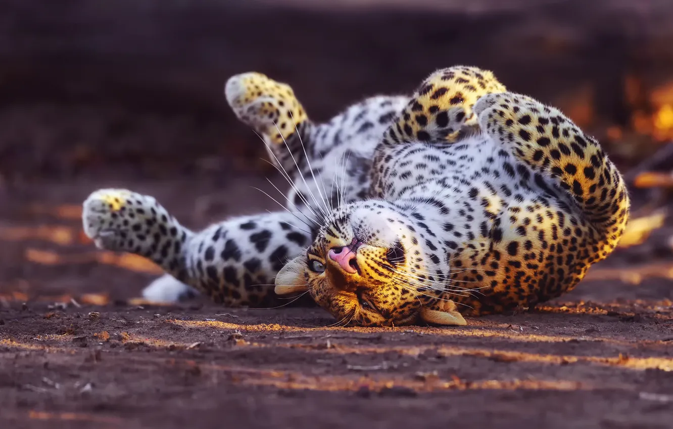 Photo wallpaper leopard, plays, big cat, twisted