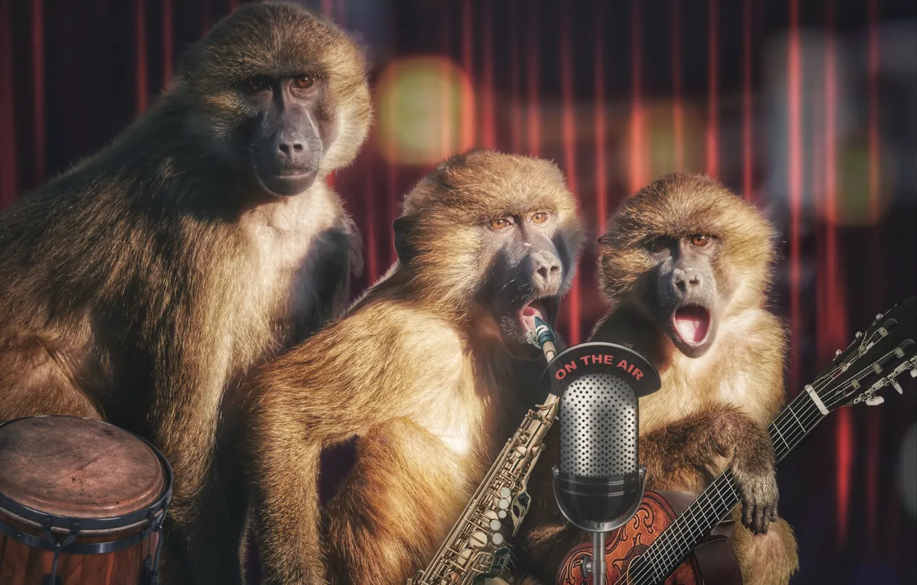 Photo wallpaper concert, monkey, trio, speech