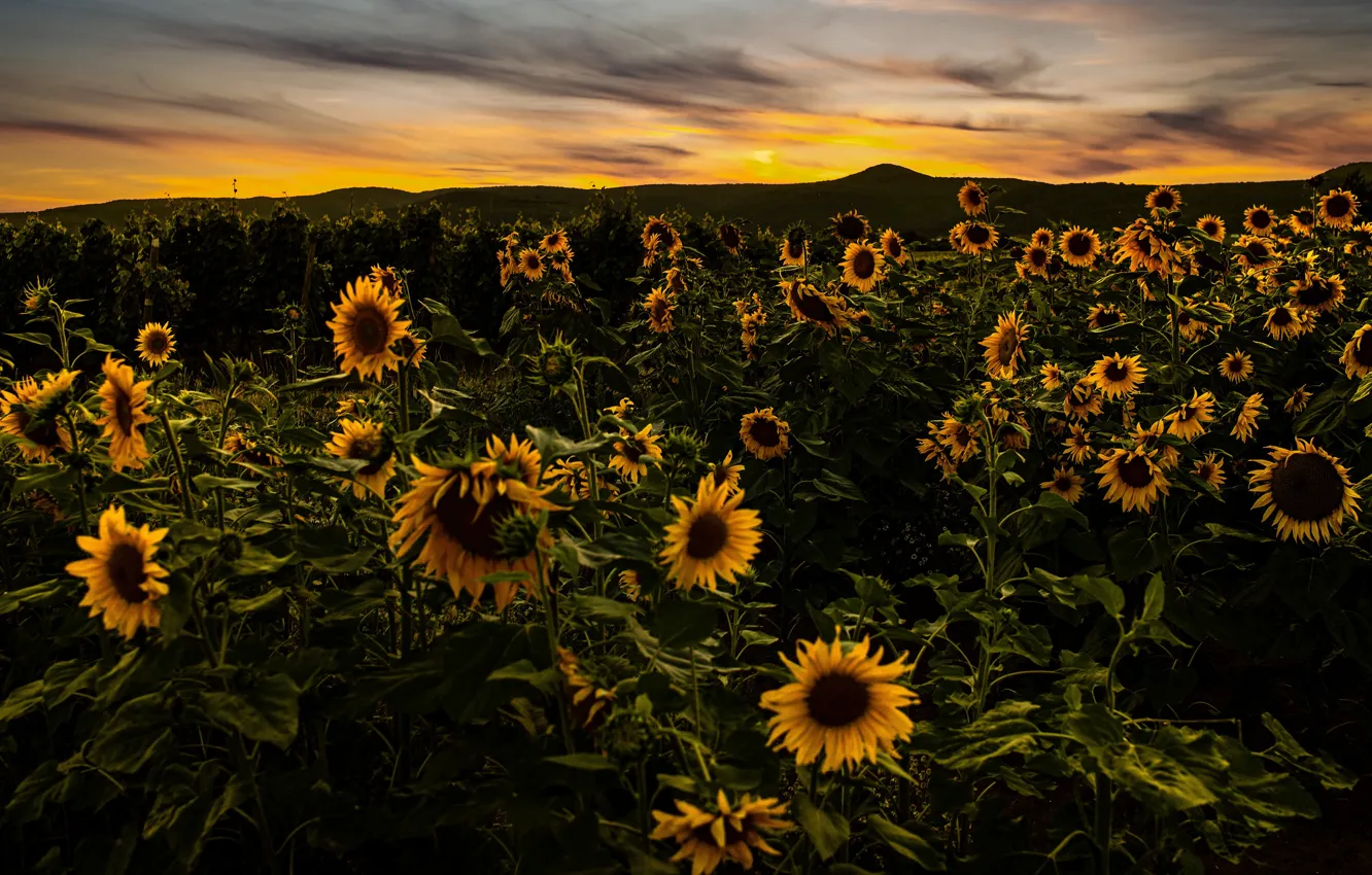 Photo wallpaper field, sunflowers, sunset, flowers, hills, the evening, field of sunflowers