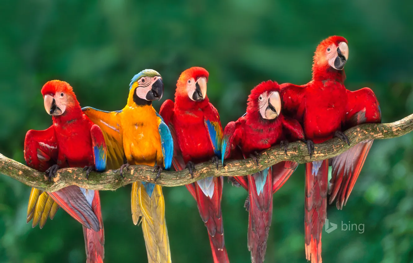 Photo wallpaper branch, feathers, beak, parrot, tail, Ara, Peru, Tambopata
