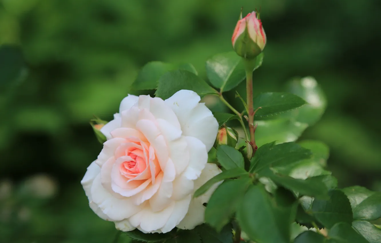 Photo wallpaper rose, Bud, beauty
