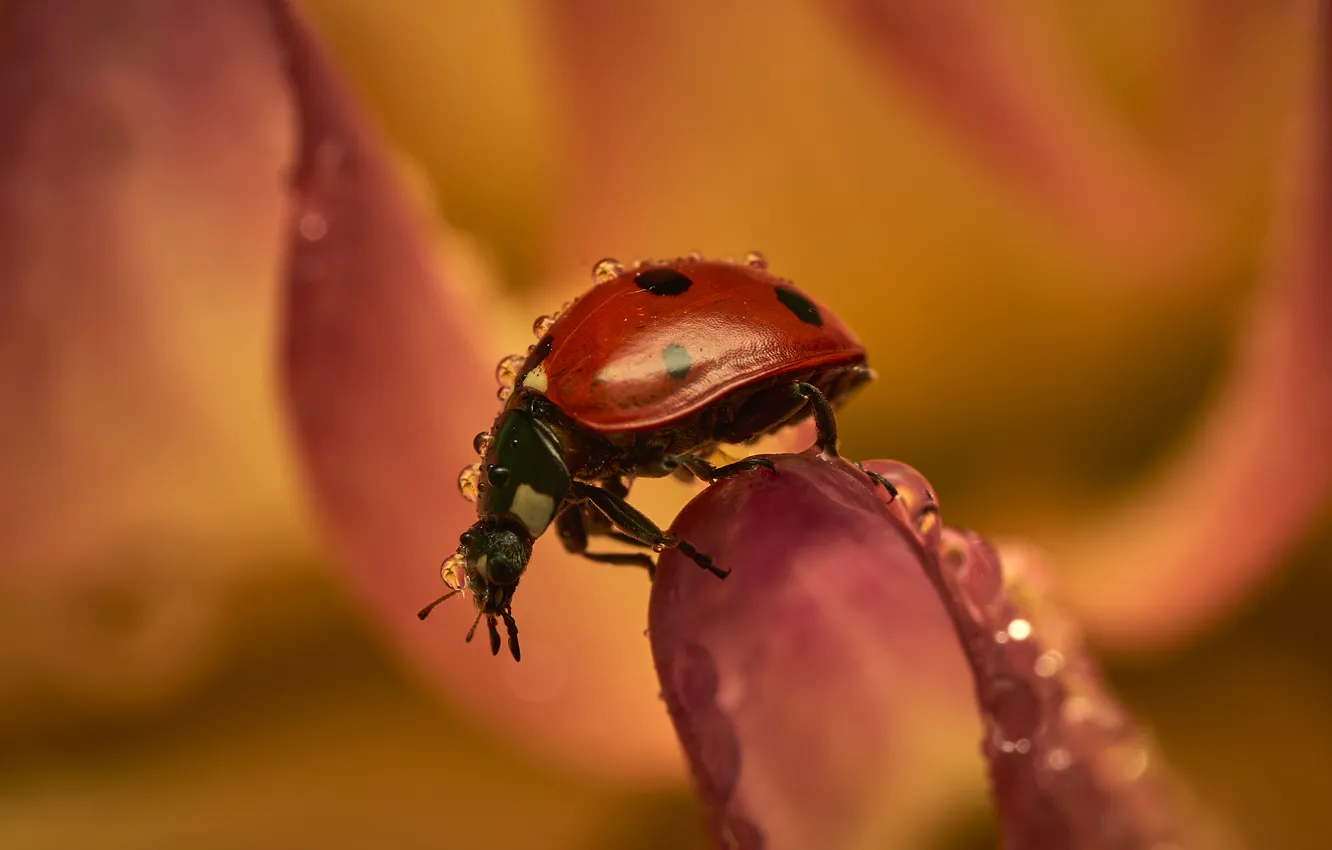 Photo wallpaper macro, water drops, petals, insect, ladybugs, Rufat Lazhanskiy