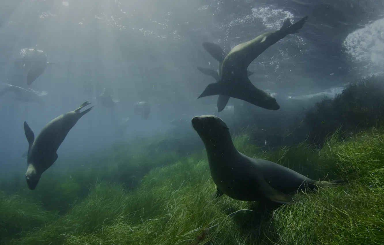 Photo wallpaper sea, nature, SEALs, 8k