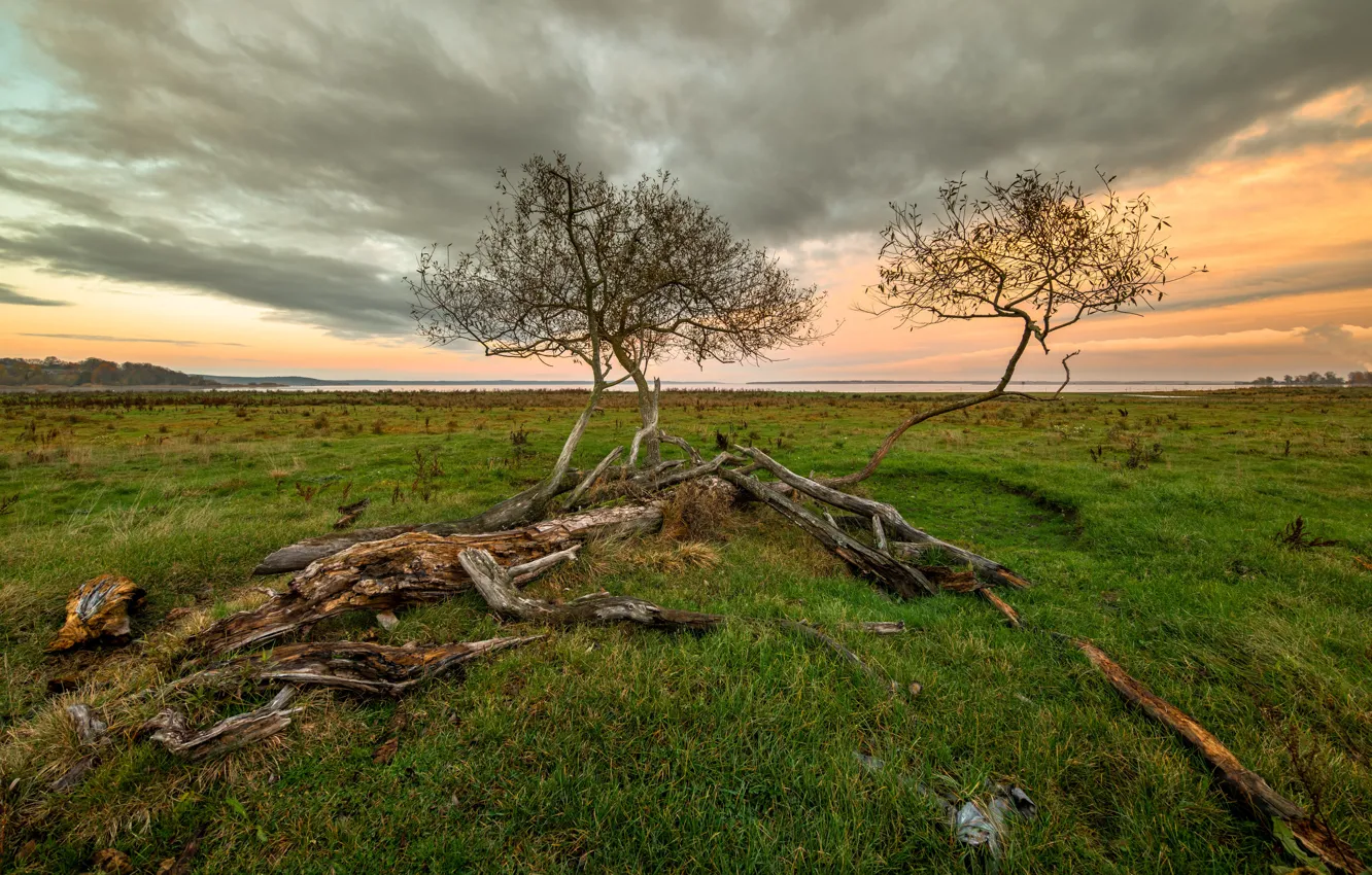 Photo wallpaper trees, landscape, Sweden