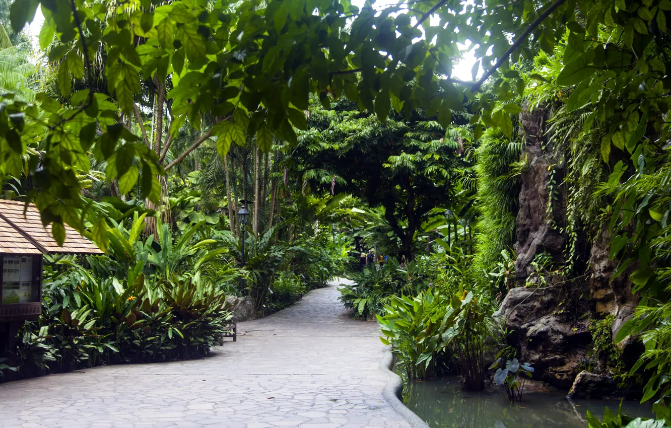 Photo wallpaper greens, trees, Park, lights, track, Singapore, the bushes