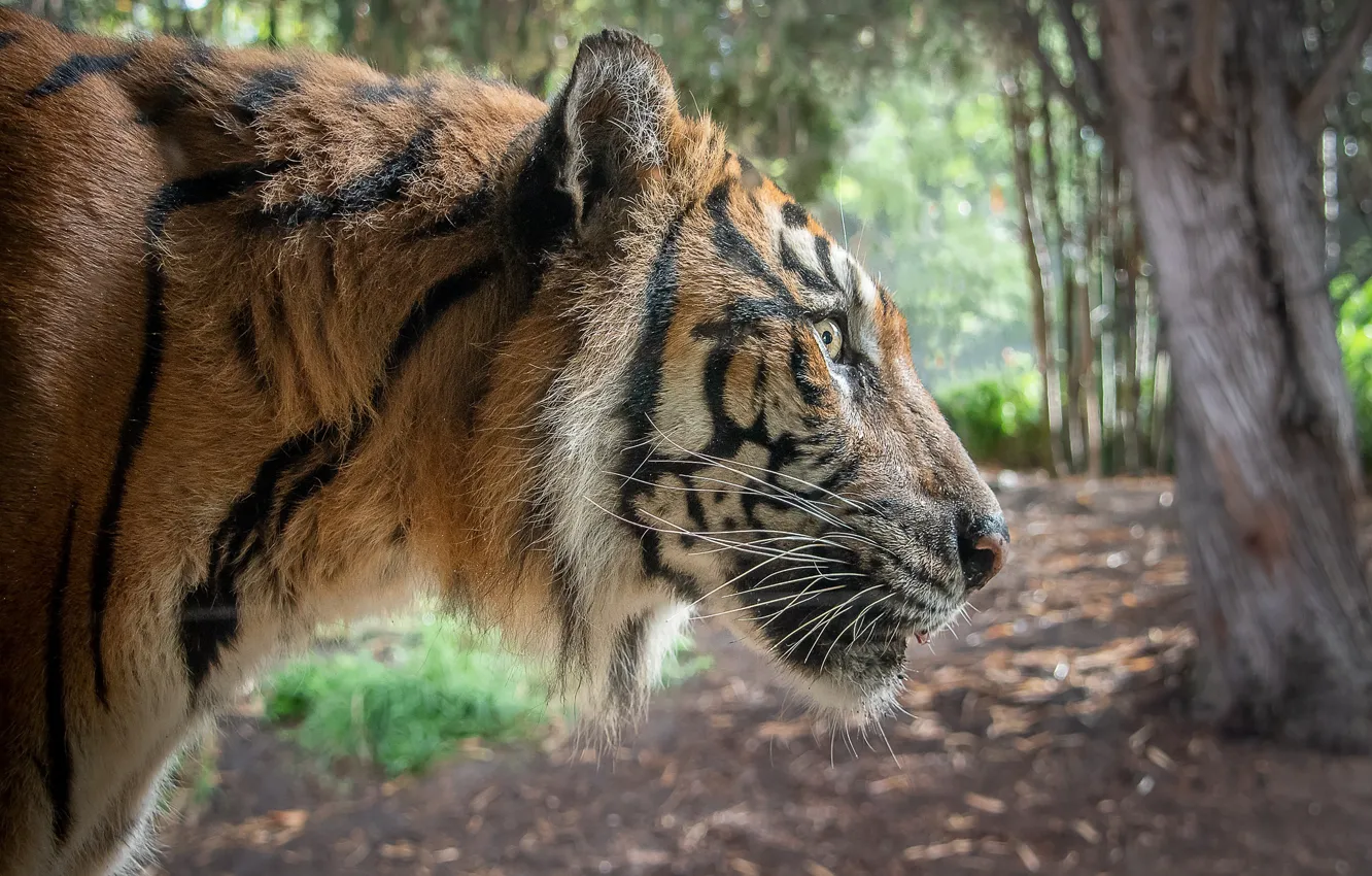 Photo wallpaper tiger, predator, profile