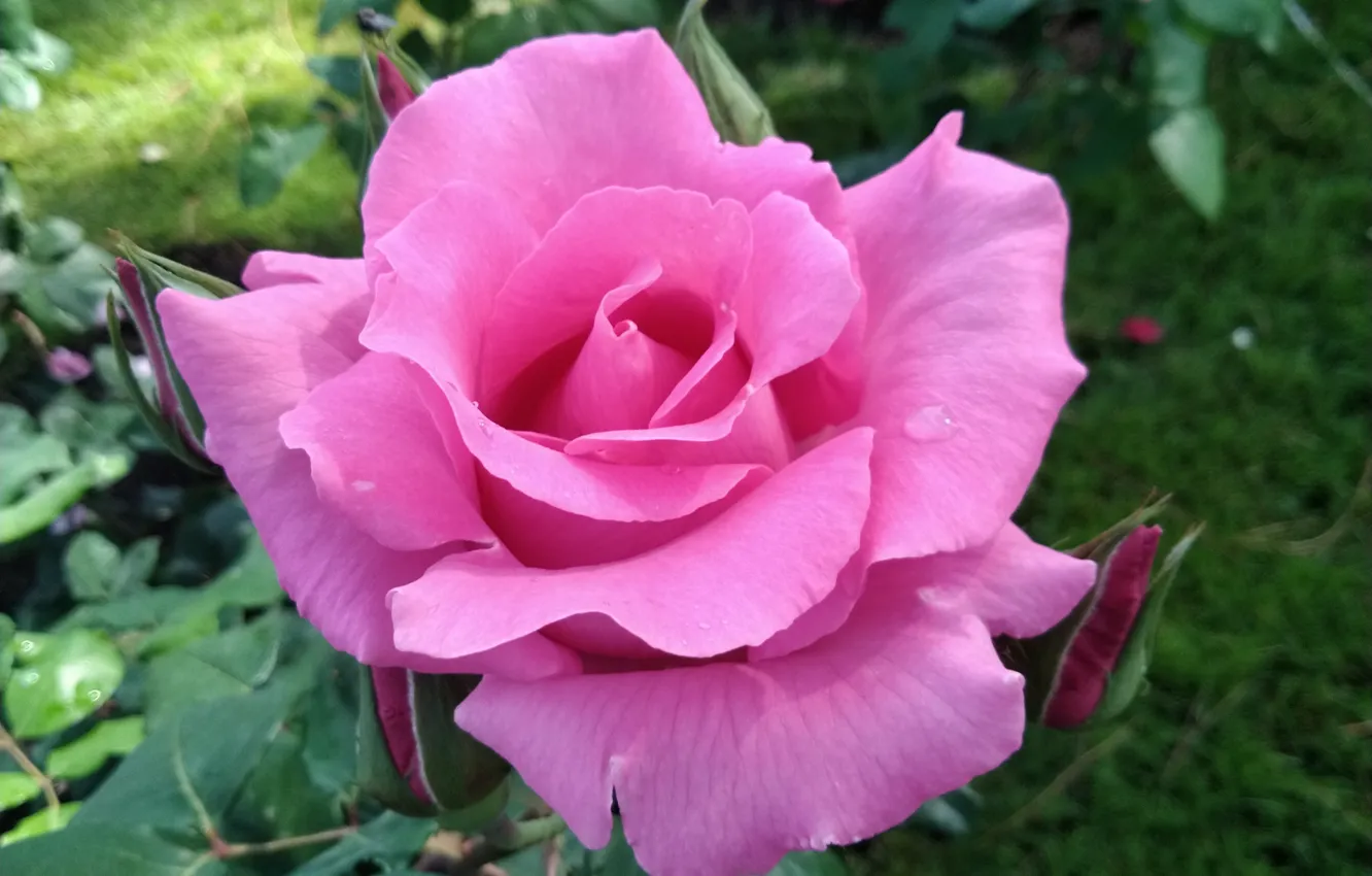 Photo wallpaper macro, flowers, roses, garden, pink, bokeh