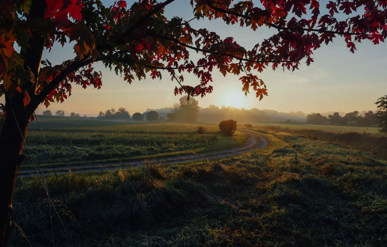 Photo wallpaper road, field, sunset, foliage, the evening, space, maple, road