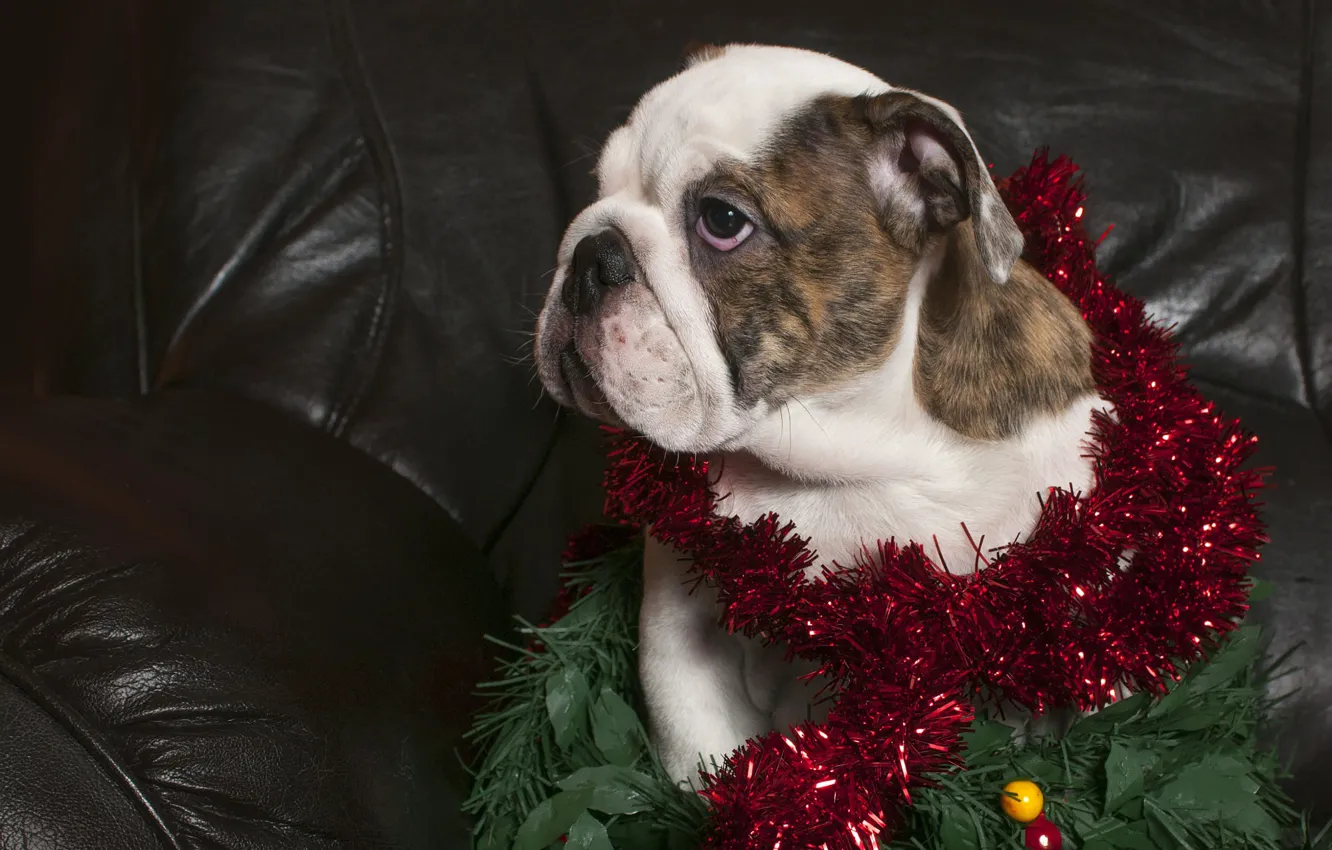 Photo wallpaper look, pose, new year, portrait, dog, chair, baby, Christmas
