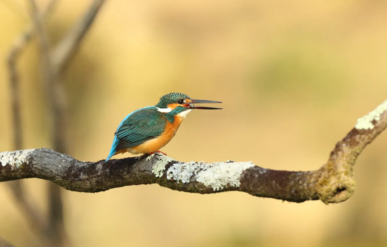 Photo wallpaper branches, background, mining, bird, meal, Kingfisher