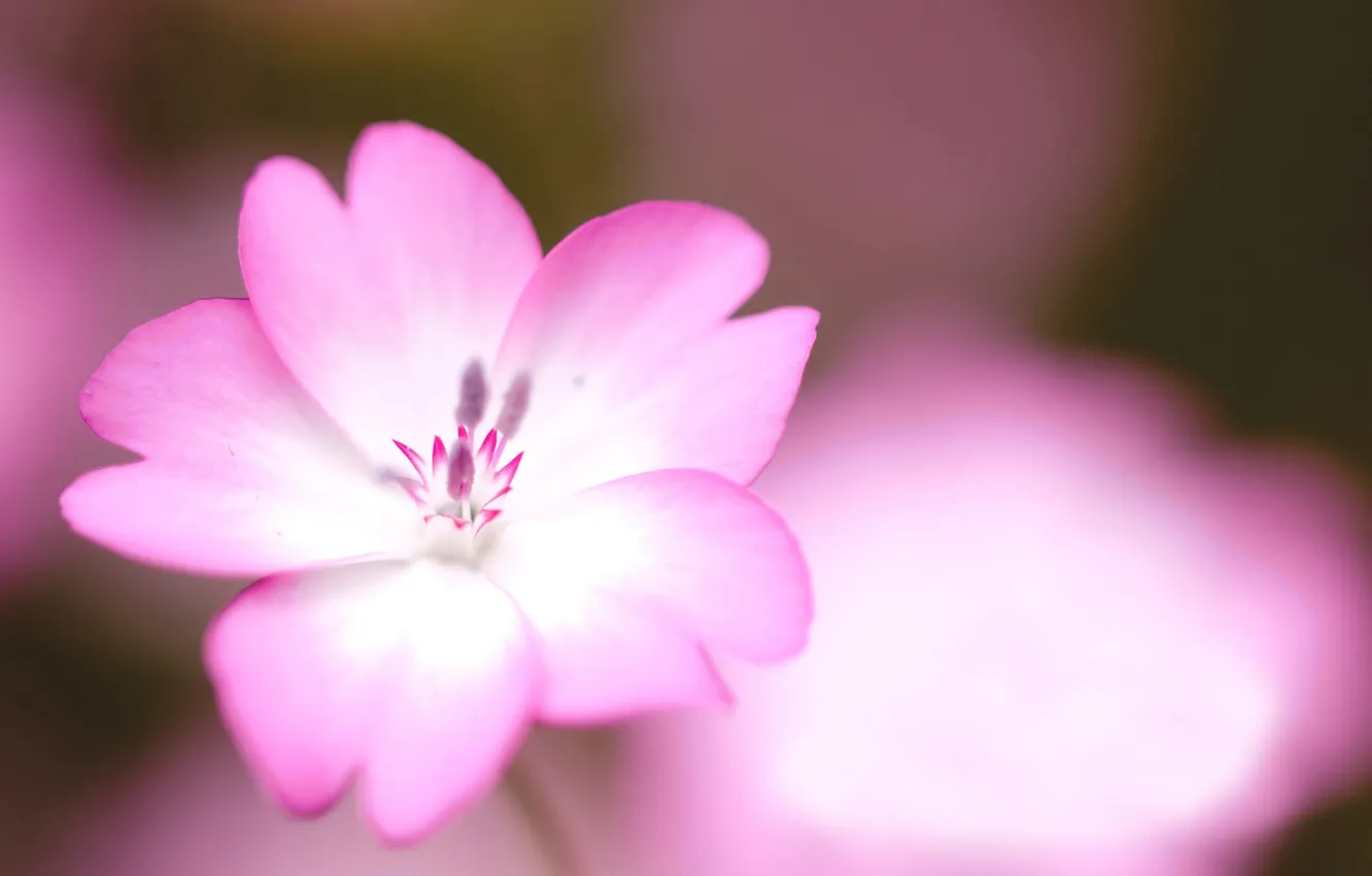 Photo wallpaper white, macro, flowers, tenderness, color, pink
