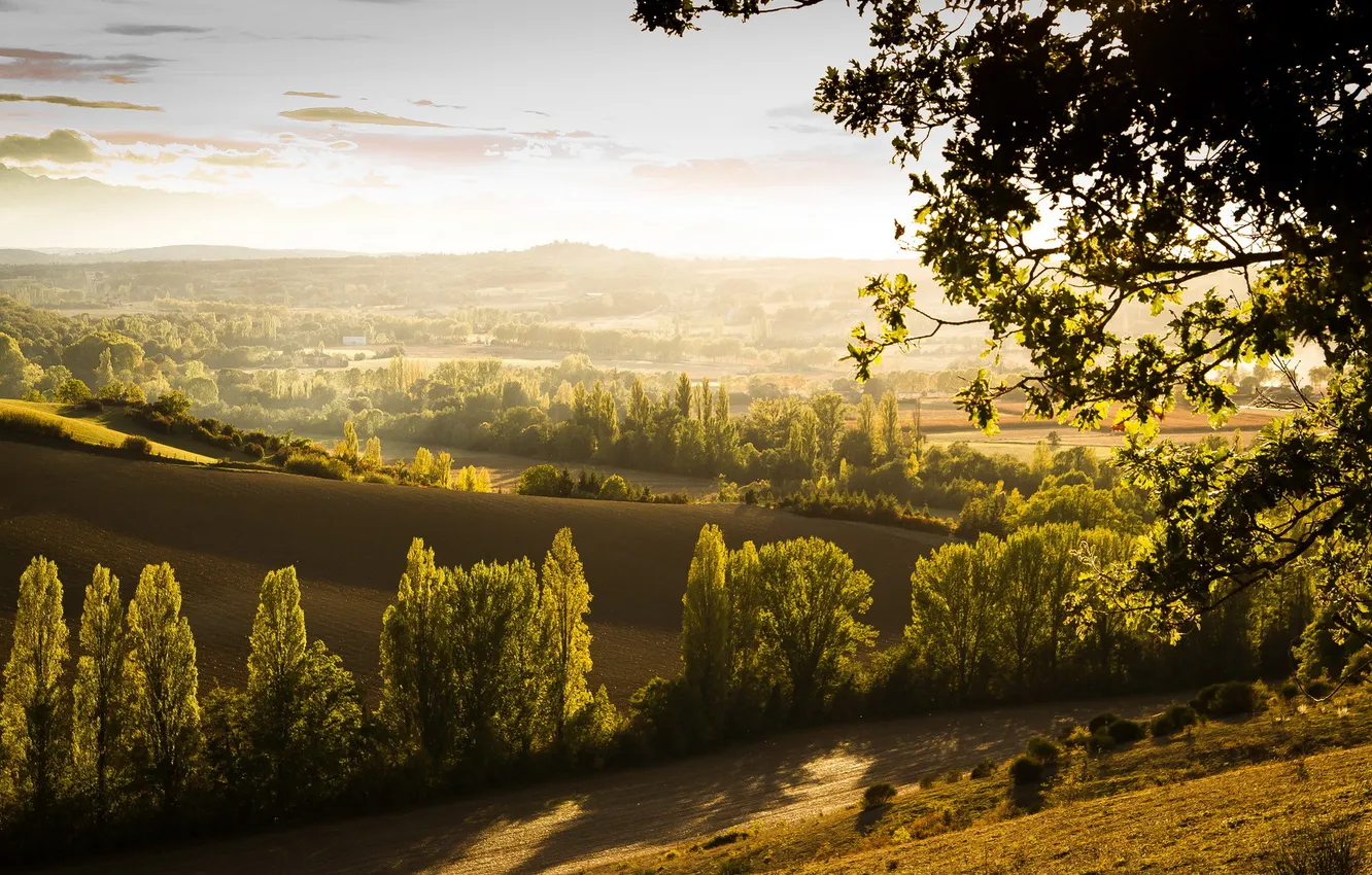 Photo wallpaper field, trees, Paiz