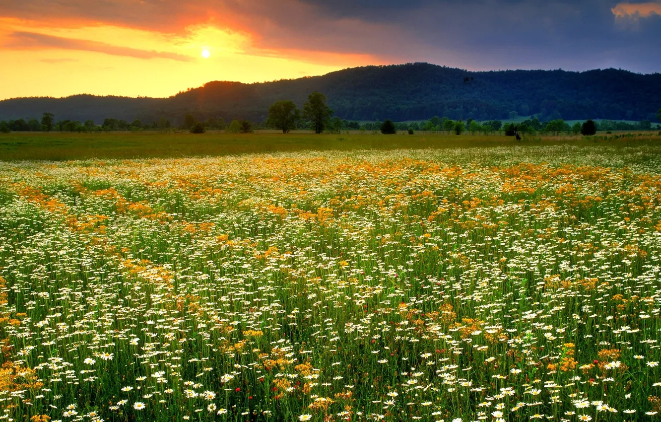 Photo wallpaper field, the sky, trees, landscape, sunset, flowers, mountains, nature