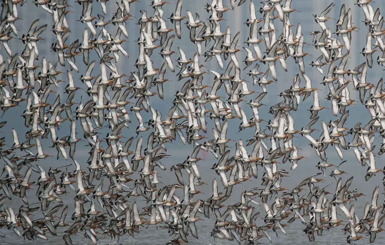 Photo wallpaper nature, bird, pack